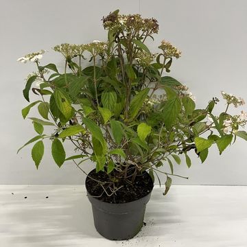 Viburnum plicatum 'Ватанабэ'