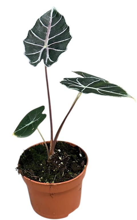 Alocasia 'Watsoniana Red Vein'