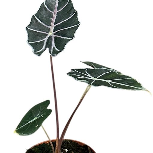 Alocasia 'Watsoniana Red Vein'