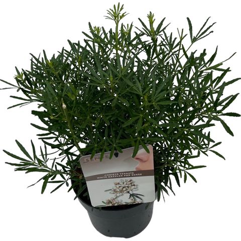 Choisya WHITE DAZZLER