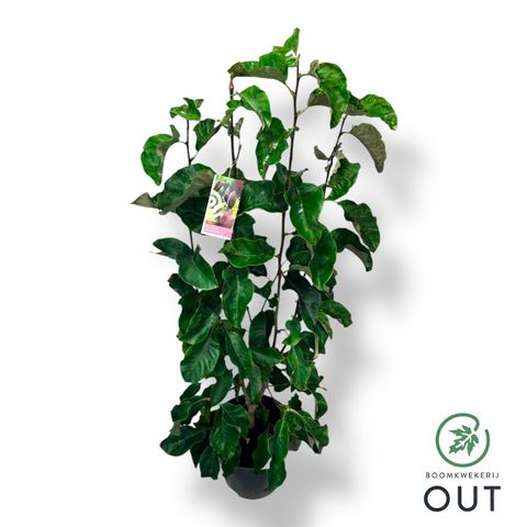 Magnolia 'Black Beauty'