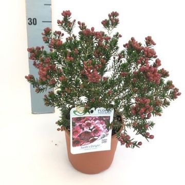 Chamelaucium 'Sarah's Delight'