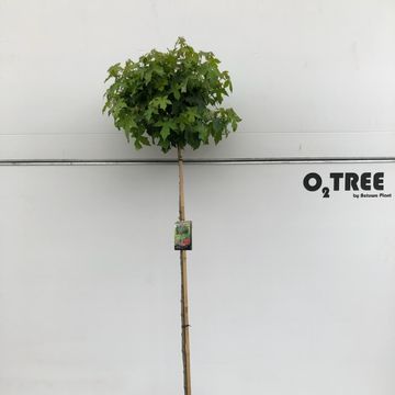 Liquidambar styraciflua 'Gum Ball'