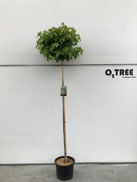 Liquidambar styraciflua 'Gum Ball'