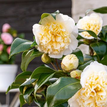 Camellia x williamsii 'Jury's Yellow'