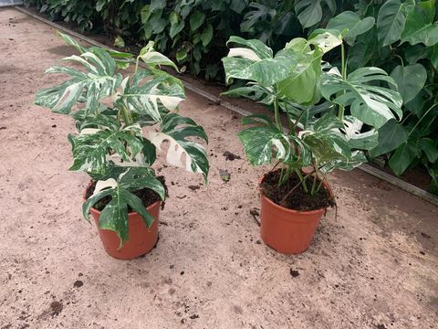 Monstera deliciosa 'Variegata'