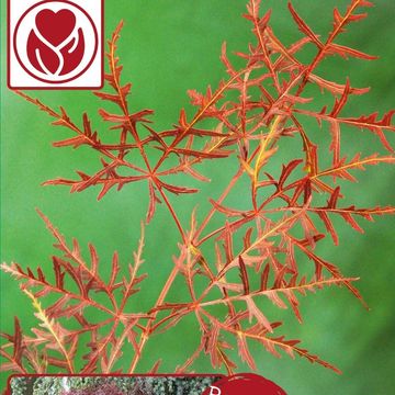 Acer palmatum 'Crimson Queen'