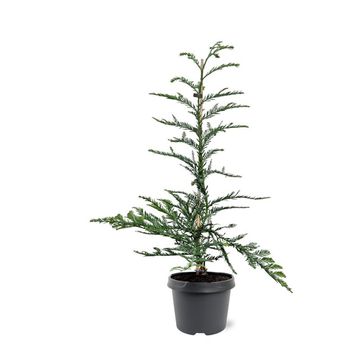 Sequoia sempervirens 'Steel Blue'
