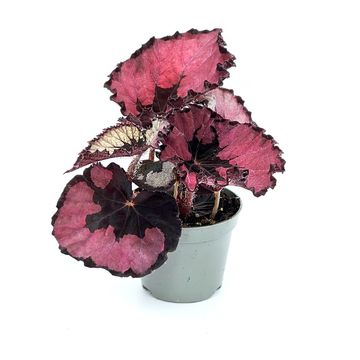 Begonia 'Spirit of Kwale'