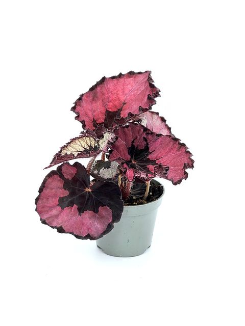 Begonia 'Spirit of Kwale'