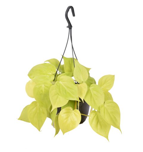 Filodendro scandens micans 'Lime'