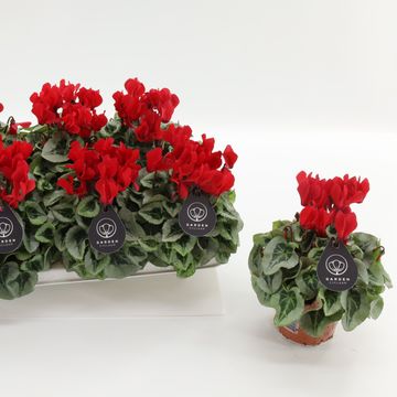 Cyclamen persicum HALIOS SELECT RED SILVERLEAF