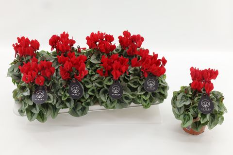 Cyclamen persicum HALIOS SELECT RED SILVERLEAF