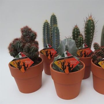 Cactus MIX