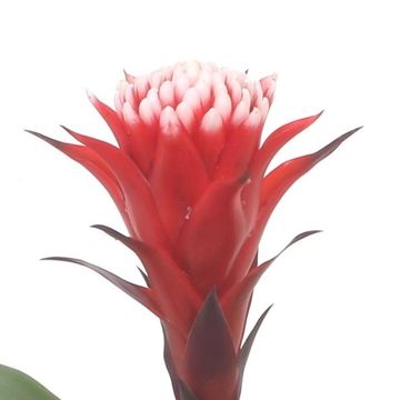 Guzmania HOPE