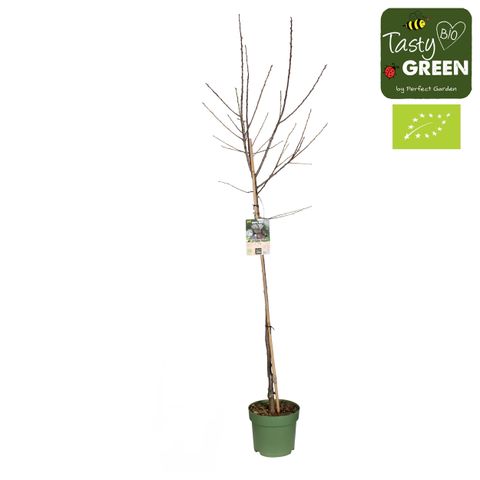 Prunus domestica 'Opal'