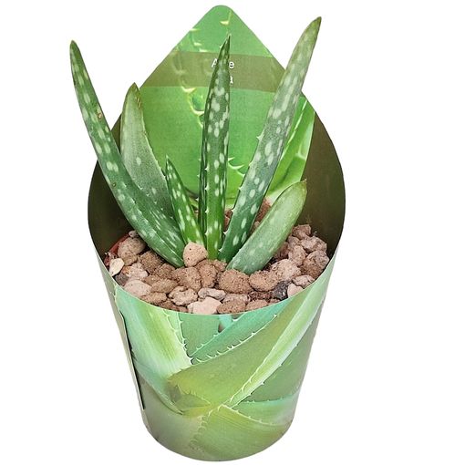 Aloe vera