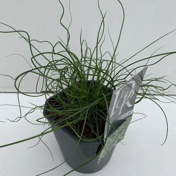 Juncus effusus spiralis