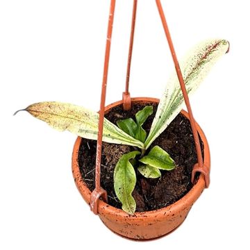 Nepenthes 'Viking' x Nepenthes ampullaria 'Variegata'