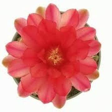 Gymnocalycium baldianum