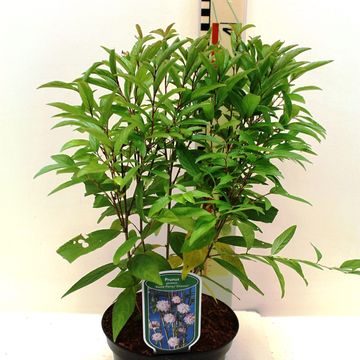 Prunus glandulosa 'Rosea Plena'