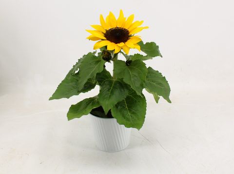 Helianthus annuus 'Sunsation'