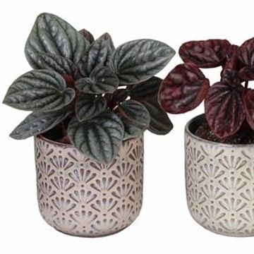 Peperomia caperata MIX