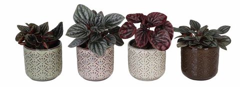 Peperomia caperata MIX