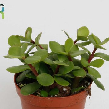 Portulacaria afra