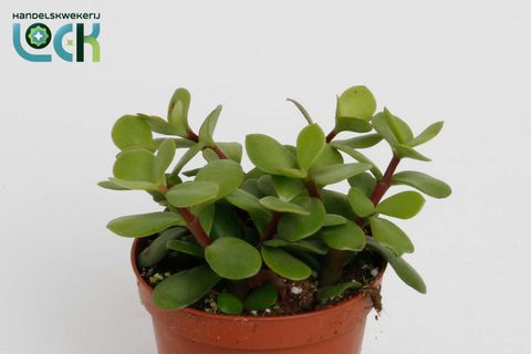 Portulacaria afra
