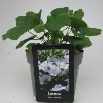 Lavatera 'Barnsley'