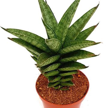 Sansevieria trifasciata 'Pineapple'
