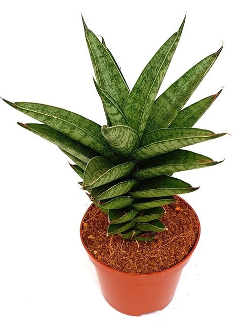 Sansevieria trifasciata 'Pineapple'