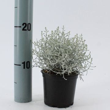 Leucophyta brownii