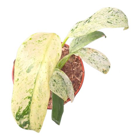 Rhaphidophora foraminifera 'Variegata'