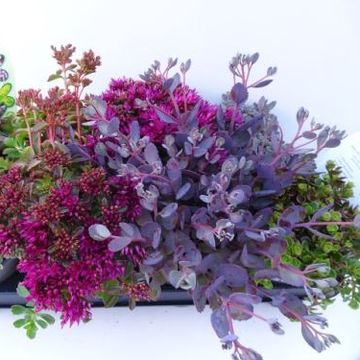 Sedum MIX