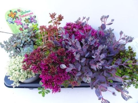 Sedum MIX