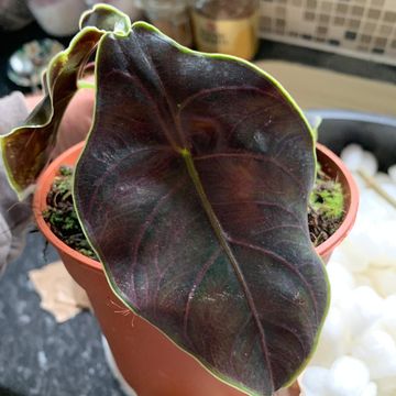 Alocasia azlanii