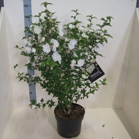 Hibiscus syriacus WHITE CHIFFON