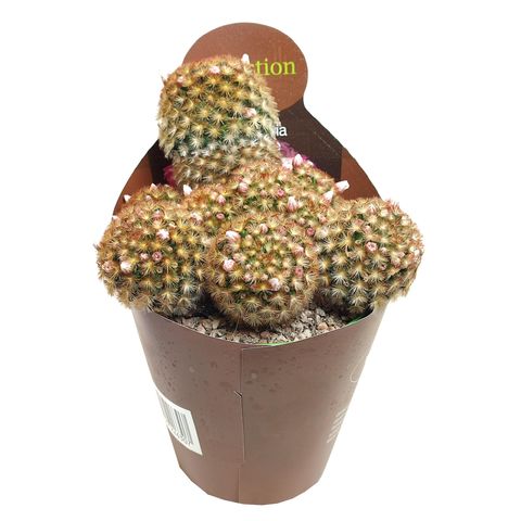 Mammillaria carmenae rubrispina  Pflanzengrohandel FlorAccess