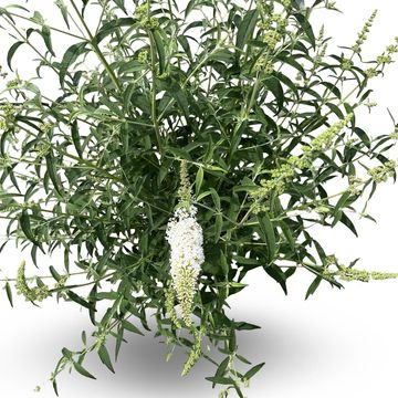 Buddleja davidii 'White Profusion'