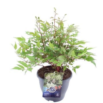 Astilbe 'Deutschland'