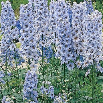 Delphinium 'Summer Skies'