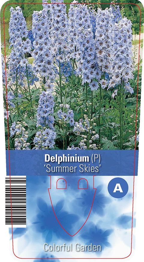 Delphinium 'Summer Skies'