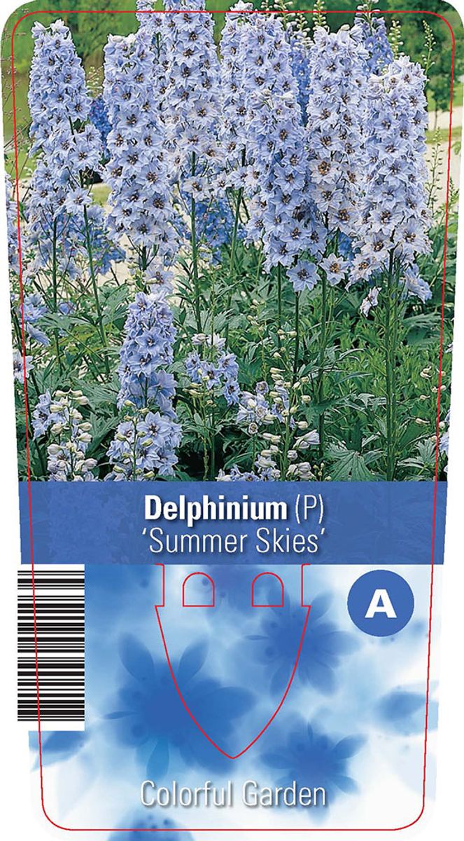 Delphinium 'Summer Skies' — Plant Wholesale FlorAccess