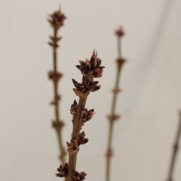 Forsythia x intermedia 'Nimbus'