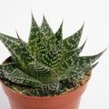 Aloe aristata