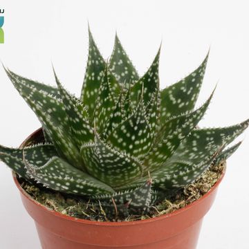 Aloe aristata