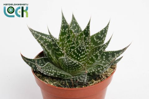 Aloe aristata