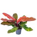 Filodendro 'Prince of Orange'